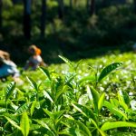 Unicode Tea Profile1 page12 image44