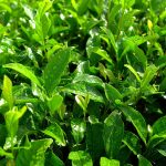 green tea 4571539 1920