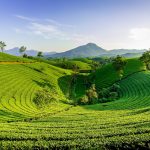 New Markets Push Tea Exports