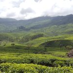 New Markets Push Tea Exports