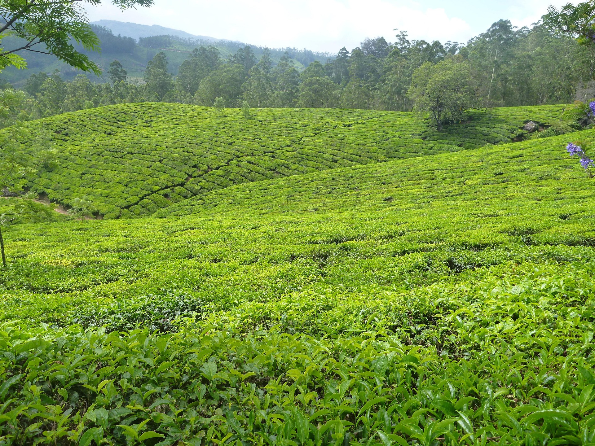 Tea Growing Areas in Kenya