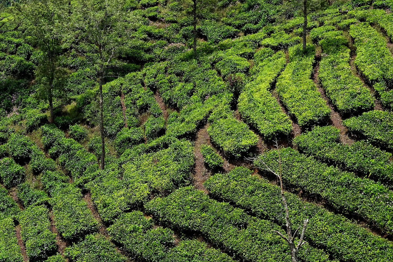 Tea Growing Areas in Kenya
